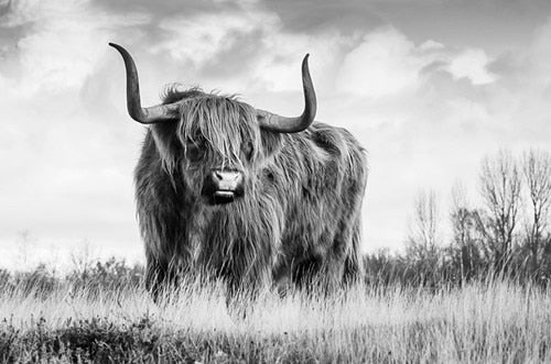 Untamed Spirit: Freedom Highland Cow