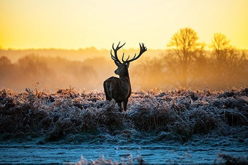 Wild Serenity: Sunset Milu Deer Wild Animal